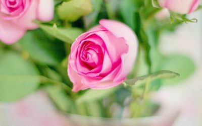 Comment conserver son bouquet de roses plus longtemps?
